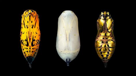 More Than Human - Tim Flach Rice Paper Butterfly, Butterfly Pupa, Butterfly Cocoon, Butterfly Chrysalis, Bijoux Art Nouveau, Blue Morpho Butterfly, Moth Caterpillar, Butterfly Species, Morpho Butterfly