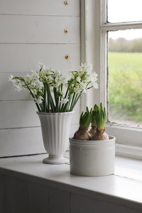 Winter Flowers & Foliage Paper White Narcissus, Paperwhite Narcissus, White Narcissus, Paper Whites, Foliage Wreath, Natural Highlights, Aromatic Plant, Soil Layers, Top Soil