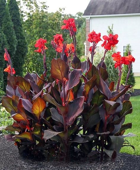 Canna Lily Landscaping, Canna Lily Garden, Red Flowers Garden, Canna Lilies, Longfield Gardens, Plant Bulbs, Summer Flowering Bulbs, Canna Lily, Lily Garden