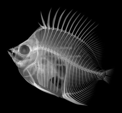 Fish Xray, Dog Xray, Xray Tattoo, X Ray Fish, Xray Art, Tracing Art, X-ray Images, April Art, Skeleton Drawings