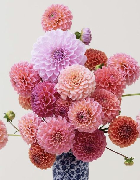 Dahlia Flower Aesthetic, Bouquet Champetre, Small Wedding Bouquets, Bouquet Arrangements, Flower Therapy, No Rain, Beautiful Bouquet Of Flowers, Dahlia Flower, Exotic Flowers