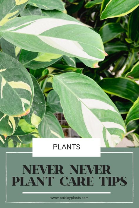 Never Never Plant Care Guide (Ctenanthe) - Paisley Plants Never Never Plant Care, Never Never Plant, Repotting Plants, Plant Care Guide, Plant Care Tips, Never Never, Terracotta Plant Pots, Prayer Plant, Low Light Plants