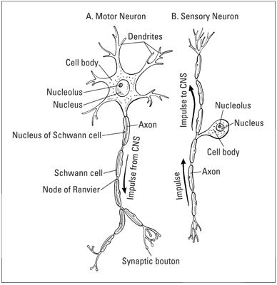 The basic structure of (A) motor neuron and (B) sensory neuron, including the path of an impulse. Sensory Neuron Diagram, Nervous System Tattoo, Sensory Neuron, Eye Anatomy Diagram, Neuron Diagram, Neuron Structure, Human Body Vocabulary, Nerve System, Nervous System Anatomy