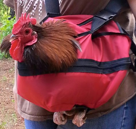 "The Chicken Medical Restraint Bag also works great as a carrier. Now you can take your pet chicken everywhere!" All I can say about this is... TAKE MY MONEY!!!! You can get these from Shady Dale Funny Farm Poultry Products. Outfits For Chickens, Chicken Bag, Pet Chicken, Chicken Pet, Chicken Clothes, Chicken Accessories, Live Chicken, Chicken Roost, Funny Rats