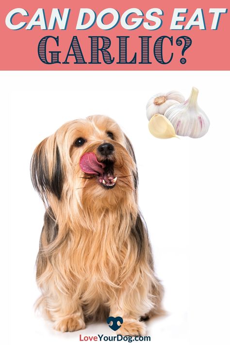 Did your dog eat garlic? Maybe you want to feed your pup some garlic bread during dinner? Our veterinarian walks through if garlic is safe in this article. #LoveYourDog #DogHealth #CanDogsEatGarlic #DogAteGarlic #WhatHumanFoodsCanDogsEat #DogDiets Foods That Are Bad For Dogs, Good And Bad Food For Dogs, Foods Dogs Can And Cant Eat, Garlic For Dogs, Tapeworms In Dogs, Toxic For Dogs, What Dogs Can And Can’t Eat, Can My Dog Eat That?, Garlic Benefits