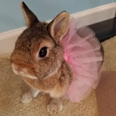 Bunny in a tutu Pet Bunny Rabbits, Cute Bunny Pictures, Fluffy Bunny, Pet Bunny, Baby Animals Pictures, Bunny Pictures, Pink Tutu, Pet Rabbit