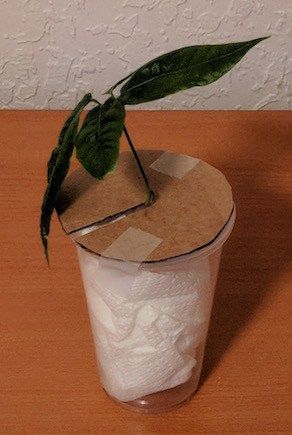 How To Pack Plants For Shipping, How To Ship Plants In The Mail, Cottage Witchcraft, Paper Grocery Bags, Paper Towel Tubes, Plant Clips, Planting Ideas, Flower Truck, Large Envelope