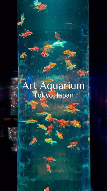 Billy Biehl | Japan Travel on Instagram: "Art Aquarium Museum - Tokyo, Japan🇯🇵 Nestled within Ginza, the Art Aquarium offers a captivating experience where thousands of goldfish gracefully glide through an array of diverse glass containers, each uniquely shaped and illuminated by dynamic projections and a kaleidoscope of colors. Admission options include same-day tickets at ¥2,400 or discounted web tickets at ¥2,300. Children aged 3 to 12 can enter for ¥1,200, while under 3 enter free of charge. Save and share with someone visiting Tokyo🇯🇵🙌 #japan #japanlife #tokyoexplore #tokyo #tokyotrip #tokyotravel" Aquarium Museum, Art Aquarium, Visit Tokyo, Tokyo Travel, Food Tips, Instagram Art, Glass Containers, Tokyo Japan, Goldfish