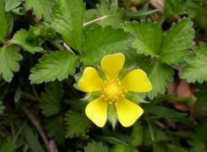 Mock Strawberry, Backyard Sanctuary, Bug Hotel, Weeds In Lawn, Vascular Plant, Wild Strawberries, Invasive Species, Field Guide, Backyard Design