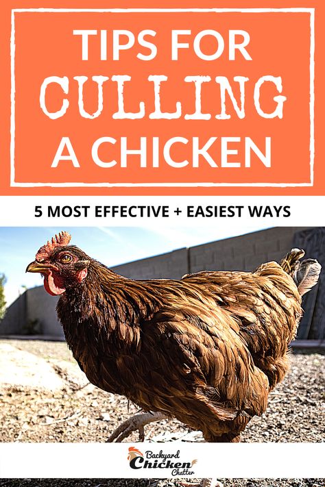 How To Clean A Chicken, Culling Chickens, Chicken Tips, Farm Chickens, Chicken Owner, Chicken Keeping, Chicken Farming, Backyard Chicken Farming, Dairy Cattle