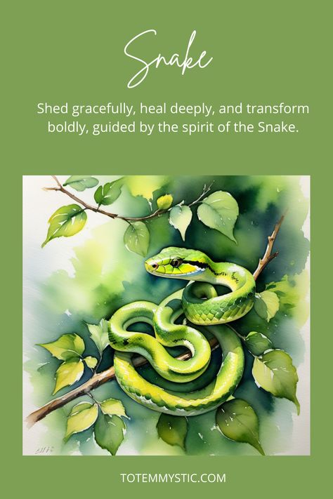 The spiritual meaning of the Snake encompasses transformation, symbolizing the shedding of old ways and embracing new beginnings, much like its skin renewal process. #spirit animal #spiritual meaning #totem #power animal Spirit Animal Snake, Snake Symbolism, Snake Spirit Animal, Cycles Of Life, Spirit Animal Totem, Snake Shedding, Animal Spirit Guides, Skin Renewal, Old Ways