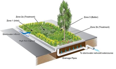 A guide to raingarden plant selection and placement – fact sheet - Water Sensitive SA Rain Garden Design, Sponge City, Modern Bench Outdoor, Natural Resource Management, Stormwater Management, About Rain, Eco Buildings, Urban Heat Island, Future Buildings