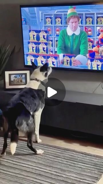 Funny Dog Gifs, Puppy Videos Funny Hilarious, Dogs Watching Tv, Dogs Talking Videos, Funny Dog Videos Hilarious Puppys, Animal Videos Funny Hilarious, Guilty Dogs Video, Funny Dog Video, Funny Dog Videos Hilarious Laughing