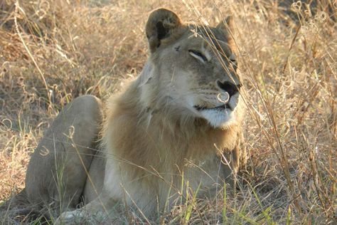 Five wild lionesses grow a mane and start acting like males | New Scientist Maned Lioness, Group Of Lions, Philadelphia Zoo, Female Lion, Amazing Animal Pictures, Shaggy Hair, Awesome Animals, Game Reserve, Prehistoric Animals