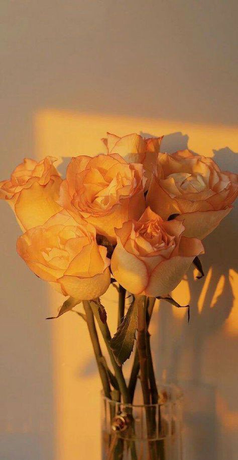 E T, Aesthetic Roses, Artsy Photos, Flowers Photography Wallpaper, Fruit Flowers, Nothing But Flowers, Collage Background, Orange Aesthetic, Orange Wallpaper