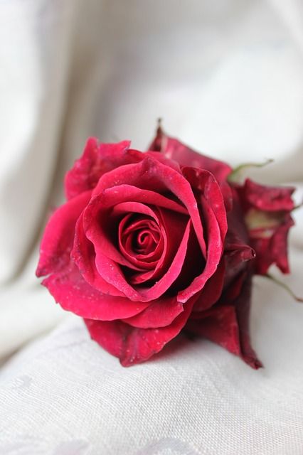 Free Image on Pixabay - Rose, Flower, Plant Flowers Black Background, Love Rose Flower, Red Roses Wallpaper, Rose Flower Wallpaper, Beautiful Flowers Photography, Beautiful Red Roses, Roses Drawing, Rare Flowers, Beautiful Flowers Wallpapers