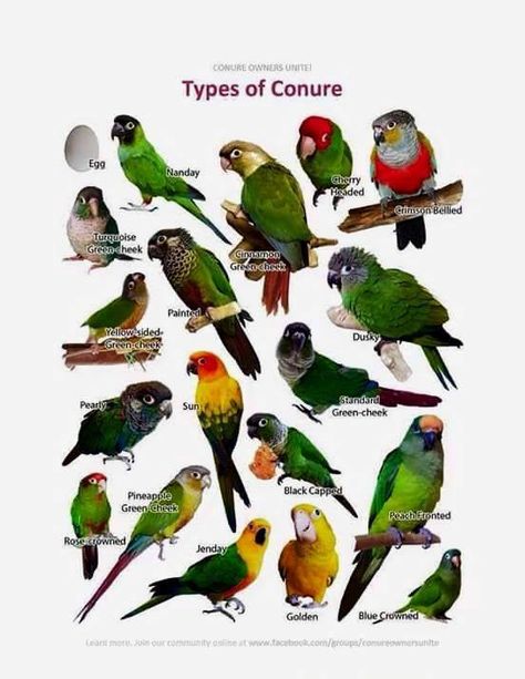 Types of Conures … Conure Bird, Bird Breeds, Conure Parrots, Parrot Pet, Bird Care, African Grey Parrot, Parrot Toys, Australian Birds, Parrot Bird