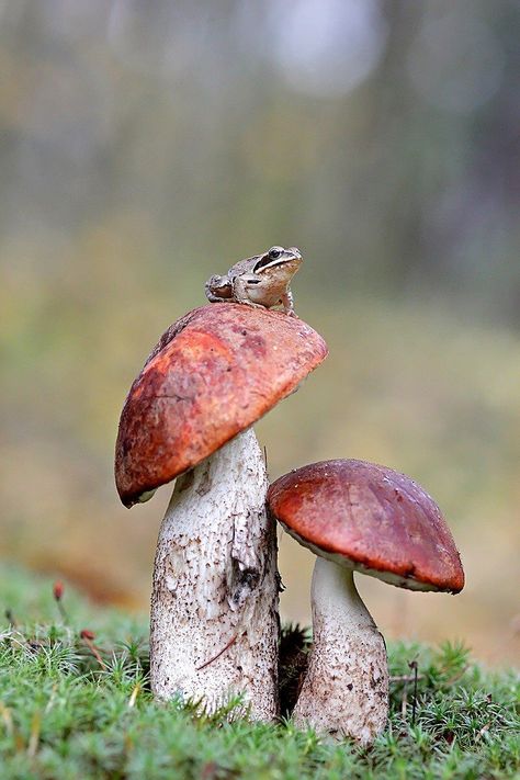 Mushroom Core, Sticker Inspiration, Mini Mundo, Mushroom Pictures, Matka Natura, Mushroom Drawing, Animal Reference, Urban Landscapes, Personal Aesthetic