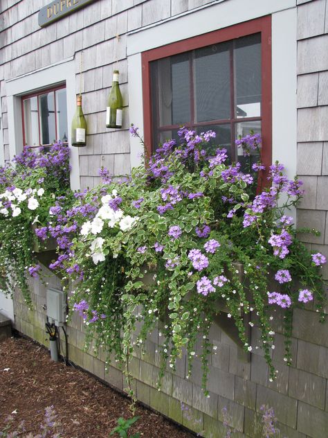 Nantucket - lovely Window Box Flowers, Window Planters, Window Planter Boxes, Garden Windows, Garden Containers, Garden Cottage, Window Box, Front Garden, Vertical Garden