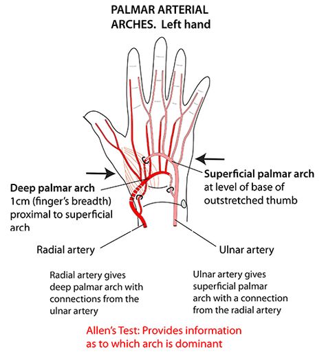 Anatomy Of The Body, Anatomical Position, Arteries Anatomy, Med Notes, Hand Anatomy, Medical Studies, School Study, Body Anatomy, School Study Tips