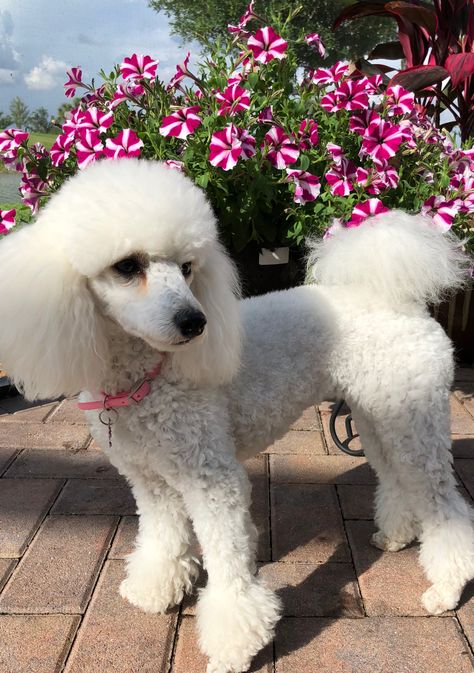 Toy Puddle Haircut, Toy Poodle Puppy Cut, Poodle Puppy Cut, Toy Poodle Haircut, Poodle Haircuts, Poodle Haircut Styles, Small Poodle, Poodle Hair, Poodle Haircut