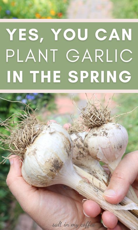 Planting Garlic In Spring, Growing Garlic From Cloves, Curing Garlic, When To Plant Garlic, Preserving Garlic, Garlic Plant, Harvest Garlic, Garlic Harvest, Spring Garlic