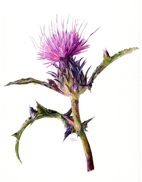 Thistle - Janie Pirie Thistle Painting, Scottish Thistle Tattoo, Thistle Plant, Water Color Markers, Thistle Tattoo, Thistles Art, Flower References, Seed Art, Flower Drawings