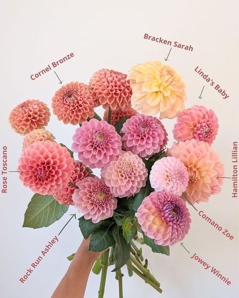 Flower Container Garden, Garden Ideas Cottage, Backyard Garden Vegetable, Cut Flower Garden Layout, Flower Garden Layout, Dahlia Flower Garden, Outdoor Garden Design, Dahlia Bouquet, Growing Dahlias