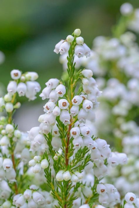 White bell heather Erica gracilis Alba with bell-shaped white flowers royalty free stock photo White Heather Flower, Bell Heather, Heather Plant, Heather Flower, Vector People, Flowers Photo, White Heather, About Nature, Flowering Shrubs