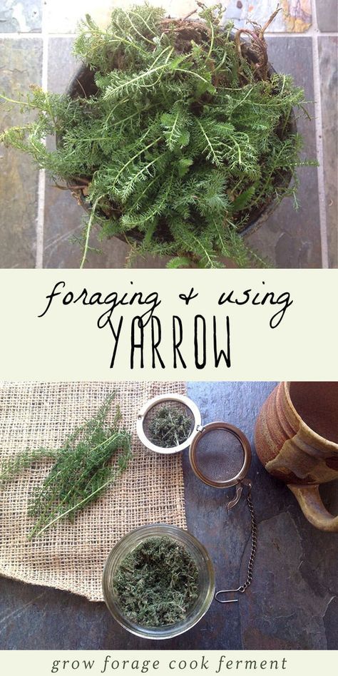 Wild Foraging, Wild Food Foraging, Medicinal Herbs Garden, Edible Wild Plants, Magia Das Ervas, Types Of Herbs, Foraged Food, Healing Plants, Herbs For Health