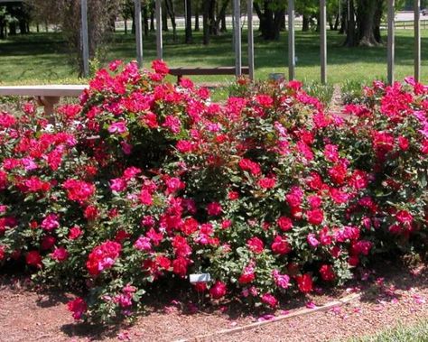 Here's a tip on hillside gardening. Ground Cover Shade, Ground Cover Roses, Knockout Roses, Hgtv Garden, Hardscape Design, Organic Soil, Ground Cover Plants, Blooming Rose, Plant Pictures