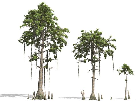 Painting Cypress Trees, How To Draw A Cypress Tree, Cypress Trees Swamp, Swamp Scene Tattoo, Bald Cypress Tree Tattoo, Everglades Tattoo, Cypress Tattoo, Cypress Tree Tattoo, Swamp Trees