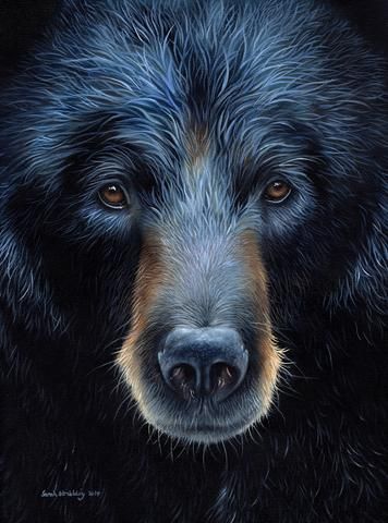 Photo Ours, Black Bears Art, Regard Animal, Unstretched Canvas, Bear Paintings, Bear Drawing, Bear Pictures, Wildlife Paintings, Bear Face