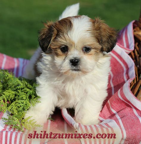 Adorable Shichon Puppies or Teddy Bear Puppies for sale! Shichon Puppies, Bear Dogs, Havanese Puppies For Sale, Teddy Bear Puppies, Shitzu Puppies, Bichon Frise Puppy, Teddy Bear Dog, Hale Navy, Cuddly Teddy Bear