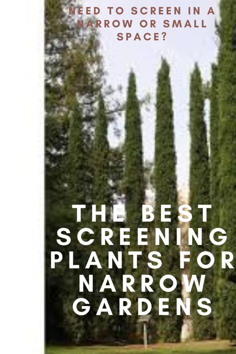 The Best Screening Plants For Narrow & Small Gardens Australian Gardens Egardens.com.au Screening Plants Australia Fence, Tall Screening Plants, Screening Plants Australia, Side Yard Landscaping Narrow, Side Garden Ideas Narrow, Narrow Garden Bed, Garden Ideas Australia, Privacy Screen Plants, Screening Plants