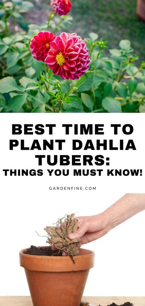 Turn your dahlia dreams into reality with our planting tips for timing tubers to perfection. Unlock the secrets of when to plant dahlia tubers and transform your garden into a paradise of colorful blooms. #DahliaPlanting #GardeningTips #FlowerMagic #GardenInspiration #NatureLovers #BotanicalBeauty #PlantLove Dalia Flower, Planting Dahlias, Dahlia Tubers, Planting Tips, Dahlias Garden, Growing Dahlias, When To Plant, Diy Backyard Landscaping, Dreams Into Reality