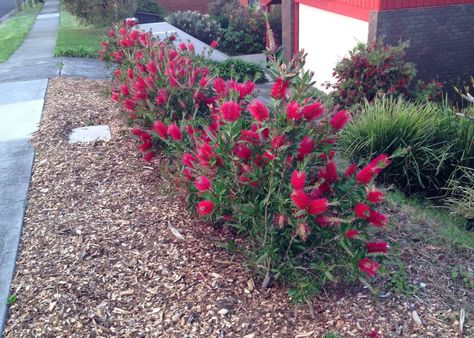 Colorful Shrubs, Australian Garden Design, Small Front Gardens, Australian Native Garden, Hedging Plants, Australian Garden, Australian Native Plants, Planting Shrubs, Low Maintenance Landscaping