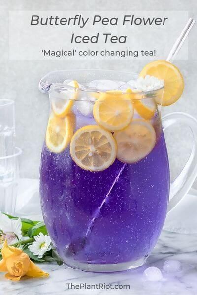 Five Refreshing Iced Tea Recipes Pea Flower Tea, Cocktail Original, Butterfly Pea Tea, Butterfly Pea Flower Tea, Tea Plant, Iced Tea Recipes, Vegan Drinks, Butterfly Pea Flower, Butterfly Pea