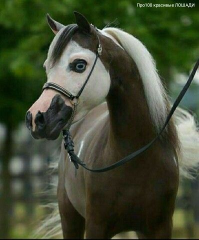 | OK.RU Unusual Horse, Horse Markings, Arabian Stallions, Mini Horse, Most Beautiful Horses, Most Beautiful Animals, Majestic Horse, All The Pretty Horses, Miniature Horse