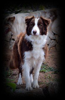 Red Border Collie, Flowers Border, Smartest Dog Breeds, Border Background, Border Collie Puppies, Background Flower, Collie Mix, Australian Shepherd Dogs, Dog Tips