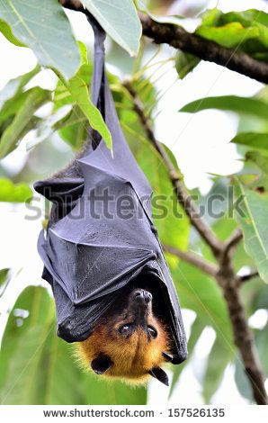 Bat Pictures, Bumblebee Bat, Bats Tattoo Design, Fox Bat, Bat Species, Flying Fox, Fruit Bat, Baby Bats, Wild Animals Pictures