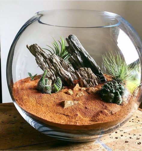 Desert Terrarium, Mini Cactus Garden, Succulent Terrariums, Cactus Terrarium, Succulent Bowls, Red Desert, Beautiful Terrariums, Succulent Garden Design, Garden Decor Diy