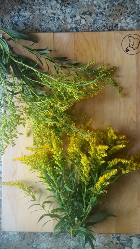 Goldenrod Tea Recipe - Stowe Forager Golden Rod Tea, Goldenrod Tea Recipe, Goldenrod Flower, Golden Tea, Healing Tea, Foraging Recipes, Fine Mesh Strainer, Herbal Infusion, Healing Herbs