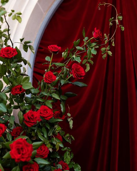 The Welcome. An absolute fever dream of voluminous velvet and the reddest of roses. Thank you to this magnificent staircase for being the perfect canvas for metres and metres of velvet magic ✨ The Wedding Gala @weddinggalaofficial Brand partner @thebridaljourney Founders @silentshoutent / @houseoflucielove Planner & Stylist @yourdaybychloe Event Photographer @pearcebrennanweddings Styling Photographer @houseoflucielove Videographer @morelifefilms Content Creator @modernday.romance Host / MC... Red Velvet Wedding, Fabric Installation, Fever Dream, Blue Hill, Stationery Inspiration, Event Photographer, Love Flowers, Paper Design, Content Creator