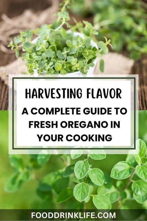 Get ready to enhance your dishes with the fresh flavor of oregano. This guide will help you make the most of this versatile herb in your cooking. Preserving Fresh Oregano, Oregano Recipes Fresh, Recipes With Fresh Oregano, Fresh Oregano Recipes, Chicken Souvlaki Marinade, Souvlaki Marinade, Oregano Recipes, Garden To Table, Fancy Dinner Party