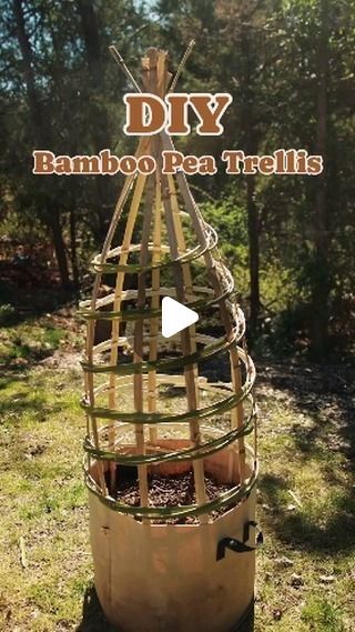 Gardening Soapmaker on Instagram: "Now this 😍, I ❤️   Reposted from @calebs.plants Spring Pea planting season is here! This DIY bamboo obelisk style trellis is a perfect way to grow them in style, either in a bed or a grow bag!   For a few weeks now I’ve been obsessed with the idea of working with bamboo. It is incredibly light yet has a higher tensile strength than Oak or Maple! It can be split down into smaller strips and woven similar to the traditional Willow work found in the UK.   It is highly invasive here and should never be planted outside of its native environment. Unfortunately, that hasn’t stopped people all over East Tennessee who thought they were going to be the exception. But that’s a fact I can’t change, so I might as well make the best of it right? There are listings all Bamboo Obelisk, Bamboo Trellis Diy, Zone 7 Gardening, Pea Trellis, Be The Exception, Diy Bamboo, Obelisk Trellis, Witch Crafts, Spring Peas