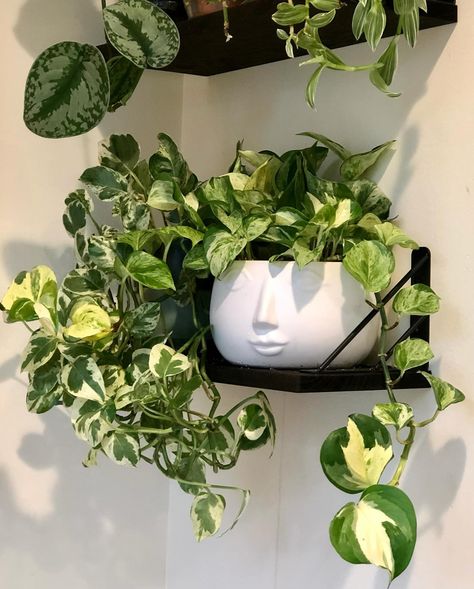 Nothing ordinary about their or extraordinary beauty! ——————————————��————————— The Pothos family is so chill and has so much variety, they are truly a most have in any collection. Here are -few faves, in order of appearance: *Marble Queen (slides 1 and 2); *Manjula (slides 3 and 4); *Cebu Blue *Another Majula *Golden Pothos— one of the plants that started it all! The very last slide is what she looked like when she first joined the family ———————————————— do you have a favorite Pothos? Drop... Pothos Plant Decor, Manjula Pothos, Cebu Blue, Basement Suite, Marble Queen, Marble Queen Pothos, Neon Pothos, Forest Life, Golden Pothos