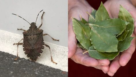 Stink Bug Repellent, Bay Leaves Uses, Laurus Nobilis, Stink Bugs, Overwintering, Bug Repellent, Bay Leaf, Dry Leaf, Pest Control