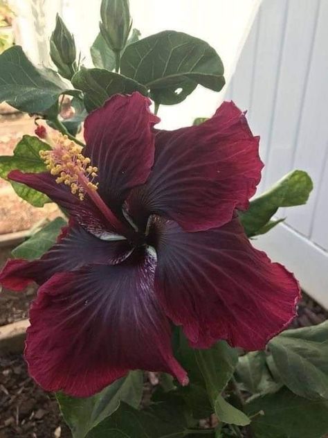 Goth Garden, Hibiscus Plant, Nothing But Flowers, Unusual Flowers, Flower Therapy, Black Dragon, Pretty Plants, Beautiful Flowers Pictures, Exotic Flowers