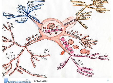 Anaemia mind map, anaemia revision notes Medicine Revision, Study Sheets, Blood Types, Pre Med Student, Med Surg Nursing, Medicine Notes, Revision Notes, Mind Maps, Medical School Studying